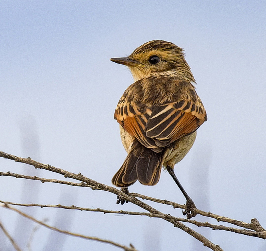 image Austral Canastero